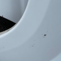 JDM Subaru Forester Cross Sport Front End Conversion Bumper Lip Headlights Fenders Hood Grille Fogs 2003-2005 SG5