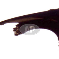 FENDER FR LH CAPA